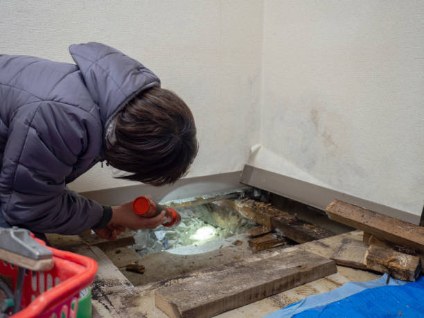 Best Post-Construction Mold Inspection  in Winfield, IL