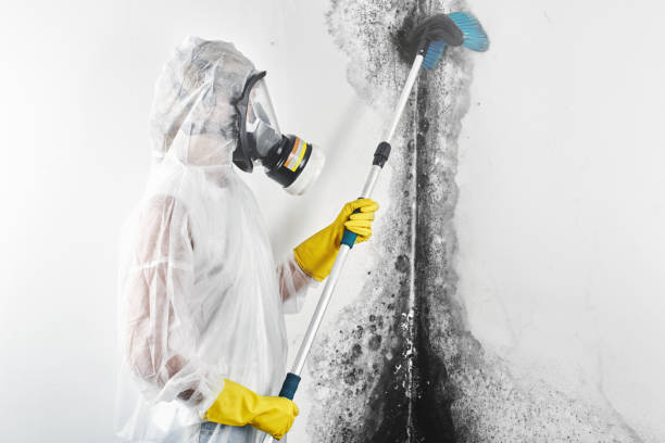 Best Emergency Mold Remediation  in Winfield, IL