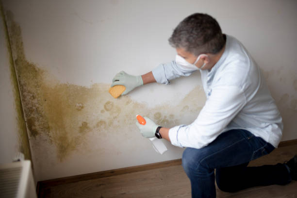 Mold Odor Removal Services in Winfield, IL