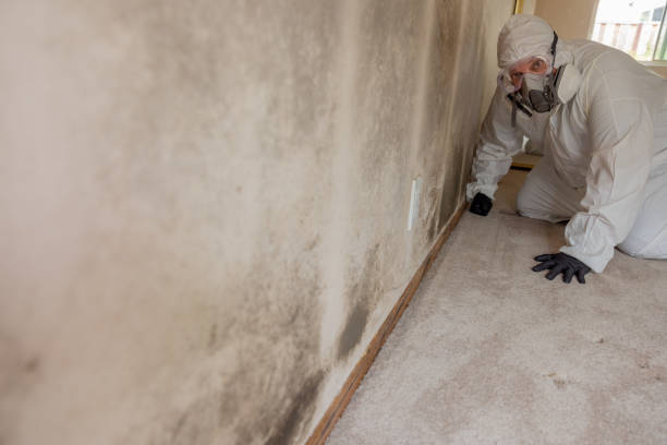  Winfield, IL Mold Removal Pros